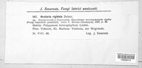 Ramularia rigidula image